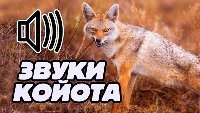 звуки койота