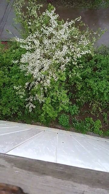 хорошая рогодка