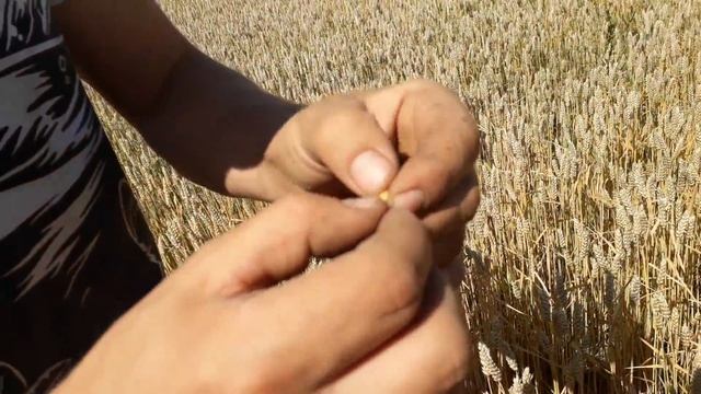 Уборка пшеницы совсем скоро) Агро-канал