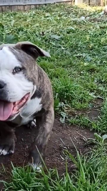 #щенки #американскийбулли #щенкибулли #булли #americanbully #собака #купить