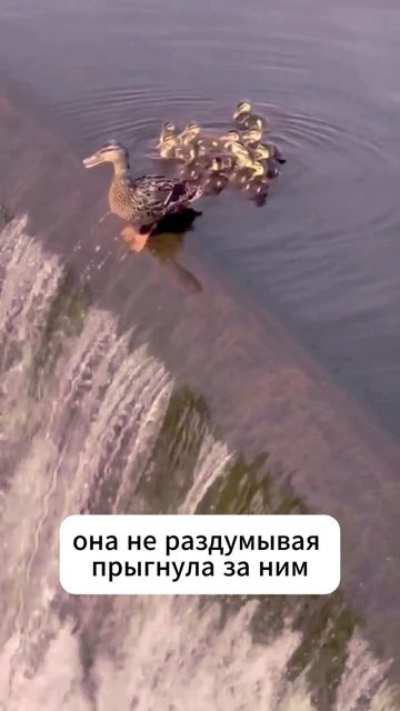 Смелая мама-утка! #shorts