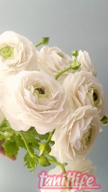 Ранункулюсы из полимерной глины.# реалистичнаяфлористика#цветыручнойработы