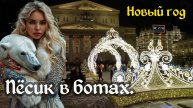 Пёсик в ботах. Новый год.