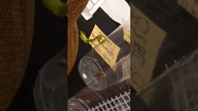 귀뚜리가 먹고싶었던 넓쭈기