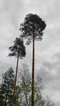 Лесная дорожка