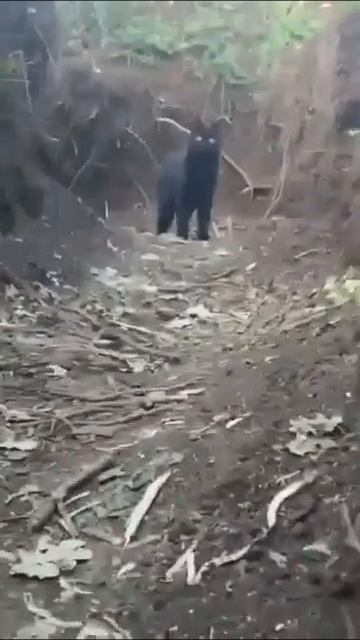 Кот Васька при обстреле на опыте, в окопе.😼