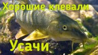 хорошие клевали усачи