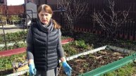 Чеснок под мульчой растёт несмотря на ночные заморозки.