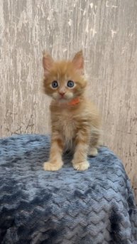 Котёнок мейн-кун мальчик #Fox_Dark_Empire
