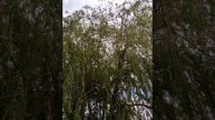 Ива (часть 3) моё личное стихотворение)
