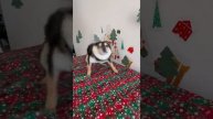 Собачки