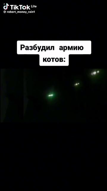 Разбудил армию котов