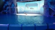 VID-20250418-WA0013.mp4