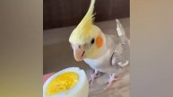 Приколы С Животными 79