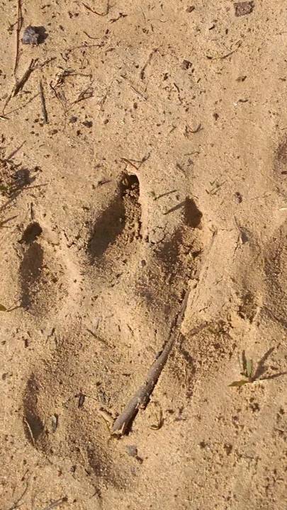 Следы Волка замечены на окраине села в Саратовской области