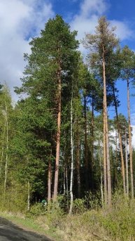 Лесная дорожка