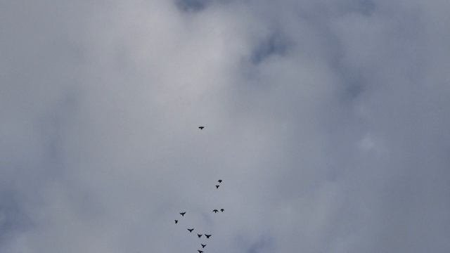 голуби 5.08.19г.