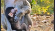 Для освоения окружающего мира Baby
Monkey ... 1000002190.mp4