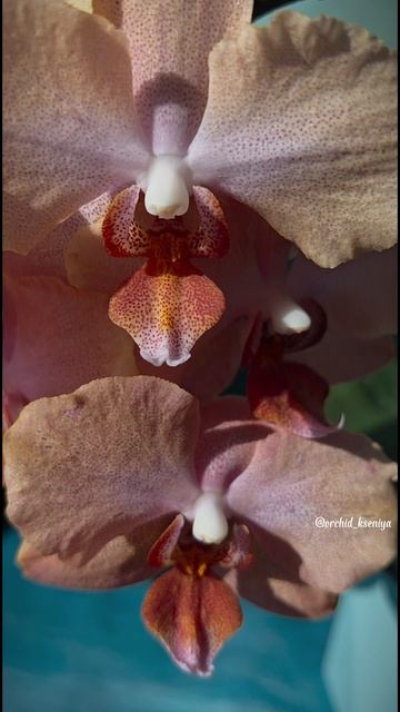 Phal. Chanella и котик Беня😍 Очередное цветение редкой коллекционной голландской орхидеи Шанелла🥰