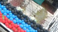 ДЕНЬ РОЖДЕНИЯ ДОНЕЦКОЙ НАРОДНОЙ РЕСПУБЛИКИ 11 мая 2015 г.