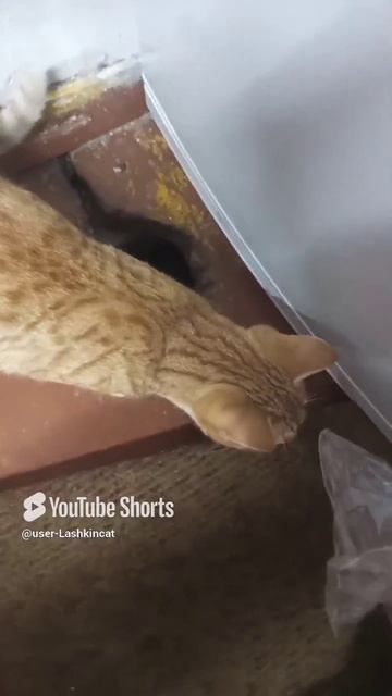 Играем! 🤗.mp4
