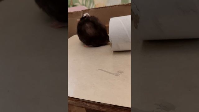 1000046991.mp4
