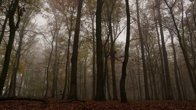 Мистическая пасмурная осень на видео. Яркие осенние краски и шум птиц.