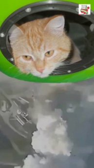 Что мне снег что мне зной ❄️😻❤️😽❄️