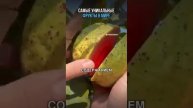 самый редкий фрукт в мире