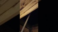 1000033081.mp4