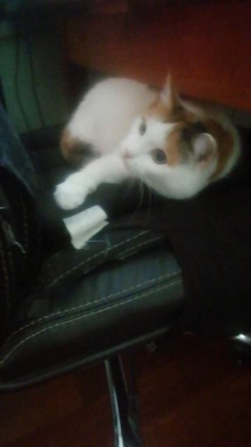 Мастер игры в прятки 🐱🐈🐈⬛🥇😃😍♥️❤️