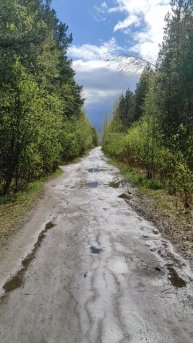 Лесная дорожка