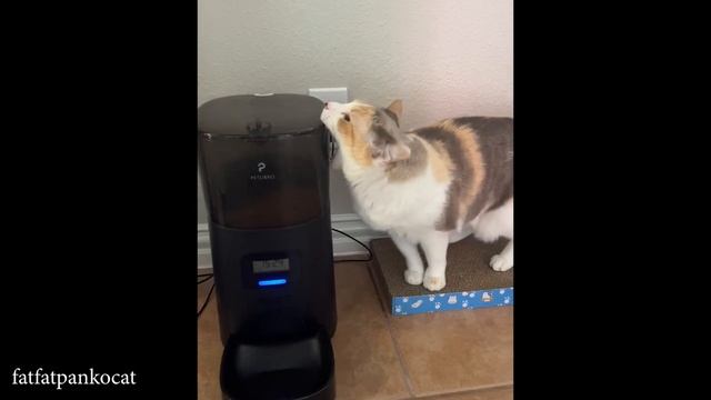 The CAT Buffer Is Loading…🤣 Funniest Cat 2025