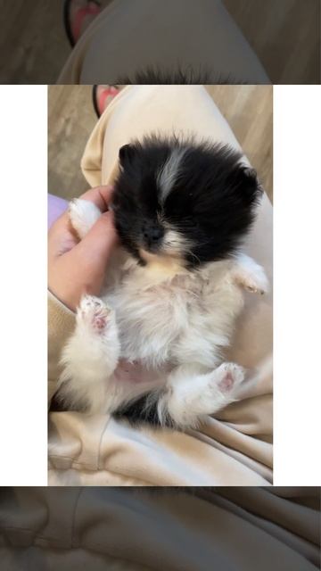 Померанский шпиц- микро,пати колор❤️❤️❤️