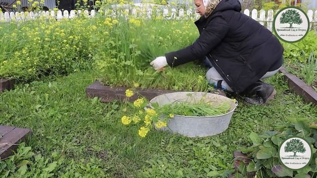 Выращиваем сидераты после сбора урожая 🌱. Узнайте, когда и каким образом проводить посев сидерат...