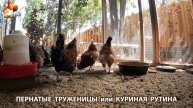 Куры несушки свободного выгула и их обычная куриная рутина – эпизод (219)