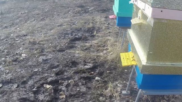 Пчёлы полетели,7марта 2025 года. Ура. Ура. Ура.