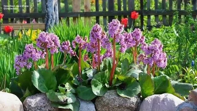 Эти растения справятся с самыми стойкими сорняками