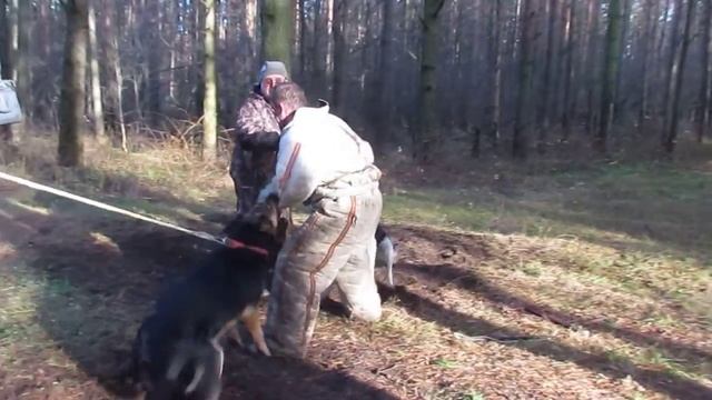 ХХ Ребекка и ХХ Цанта дрессировка в Твери с А. Гончаровым, съедим его вдвоём...