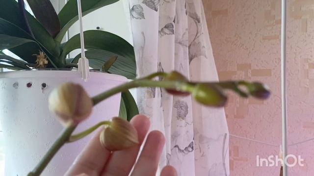 видео ответ дебильным комментаторам !!орхидея без удобрений!!!