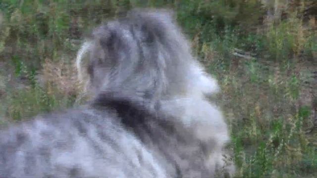 Дуня с курами:))) Смешное видео, видео прикол:)