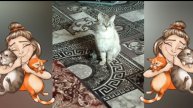 ПУХЛАТАЯ ПРИНЦЕССА ,, ТУРАНДОТ ,,