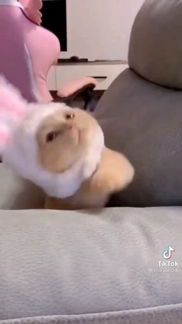 КОТИКИ