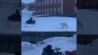 Белый медведь предпринял попытку нападения на человека.