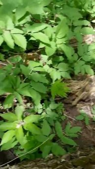 Голавль в небольшой речке