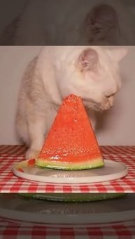 кот ест арбуз