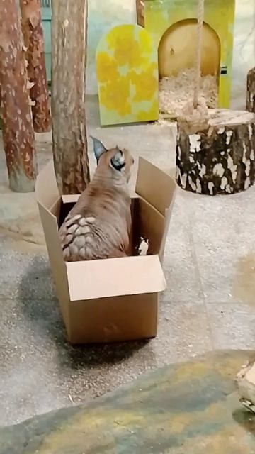 Все кошачьи любят коробки