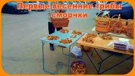 Грибы первые весенние сморчки