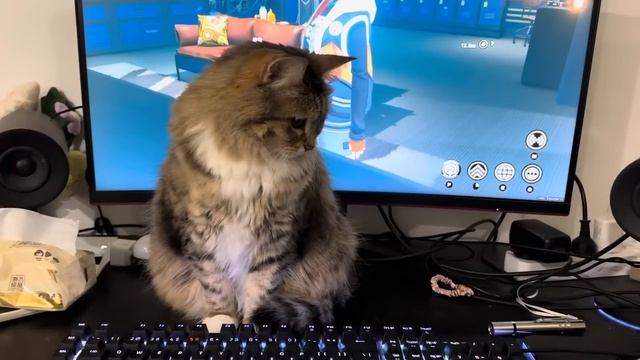 Кошка не дает играть в компьютер (2024 год)
