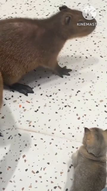 Моя озвучка Капибара